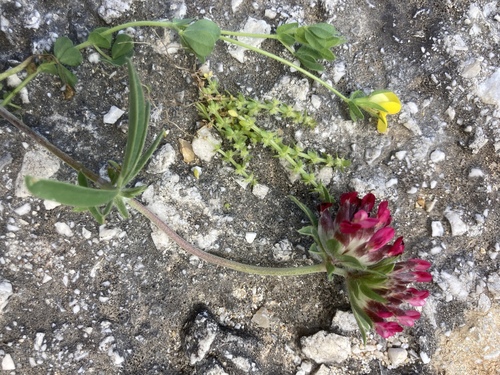 Anthyllis vulneraria (Common Kidney-Vetch)