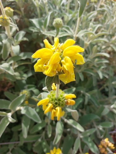 Phlomis (Lampwicks) (alternate view 11)
