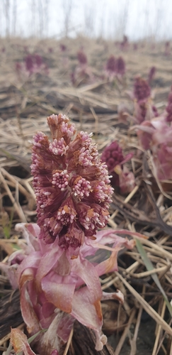 Petasites hybridus (Common Butterbur)