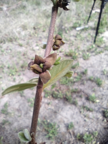 Asimina parviflora (Small-Flower Pawpaw) (alternate view 6)