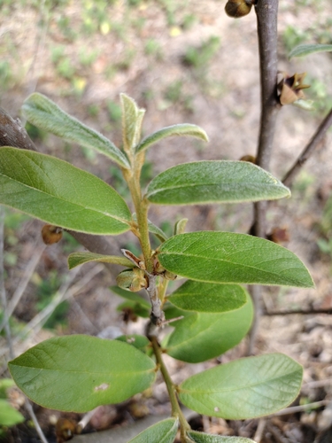 Asimina parviflora (Small-Flower Pawpaw) (alternate view 7)