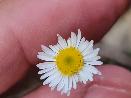 Erigeron modestus (Plains fleabane)