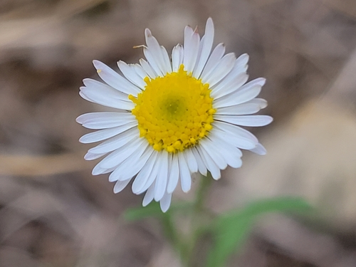 Erigeron modestus (Plains fleabane) (alternate view 2)