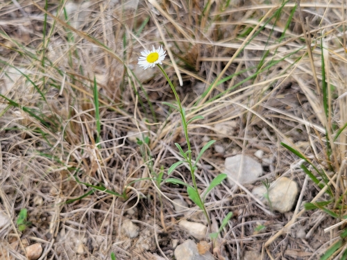 Erigeron modestus (Plains fleabane) (alternate view 3)