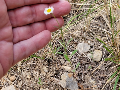 Erigeron modestus (Plains fleabane) (alternate view 4)