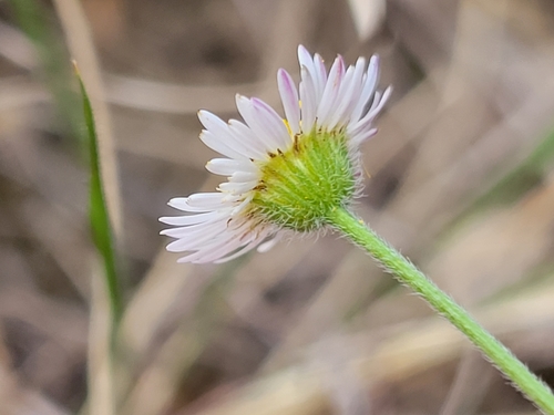 Erigeron modestus (Plains fleabane) (alternate view 5)