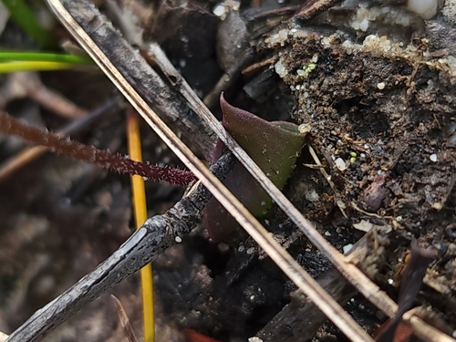 Eriochilus cucullatus (Parson's Bands) (alternate view 4)