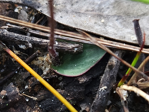 Eriochilus cucullatus (Parson's Bands) (alternate view 3)