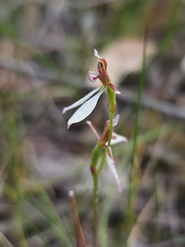Eriochilus cucullatus (Parson's Bands) (alternate view 2)