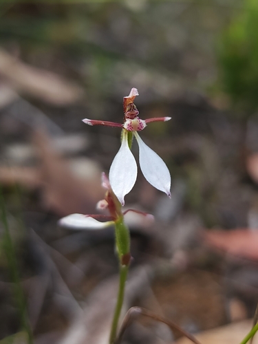 Eriochilus cucullatus (Parson's Bands)
