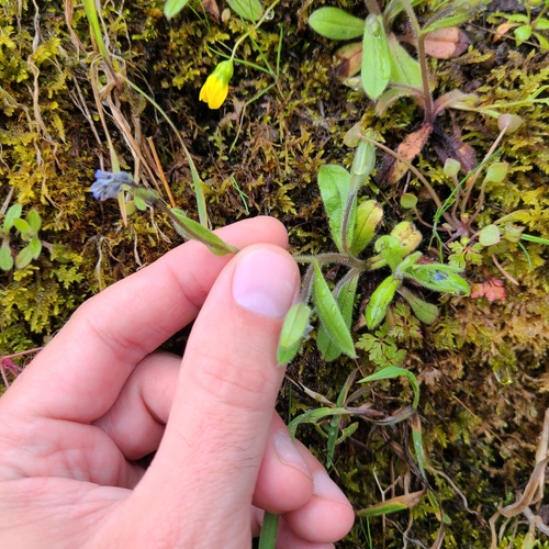 Myosotis ramosissima (Early Forget-me-not)