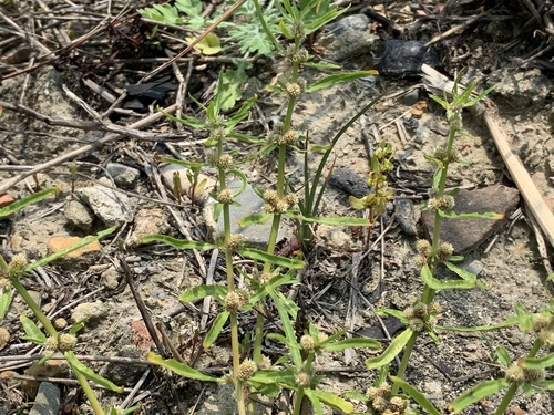 Alternanthera denticulata (Lesser Joyweed) (alternate view 4)