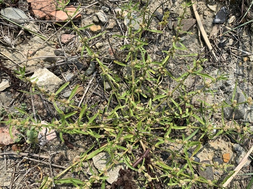 Alternanthera denticulata (Lesser Joyweed) (alternate view 5)