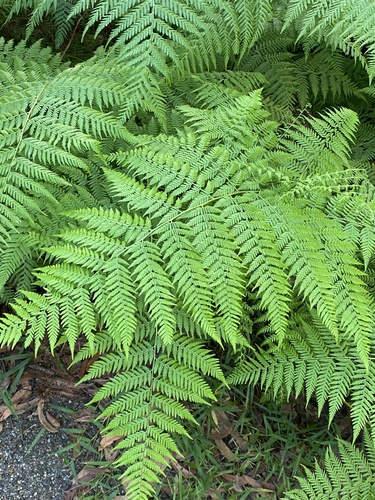 Calochlaena dubia (Common Ground Fern) (alternate view 4)