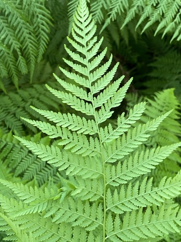 Calochlaena dubia (Common Ground Fern) (alternate view 5)