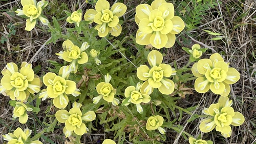 Castilleja indivisa (Texas Paintbrush)