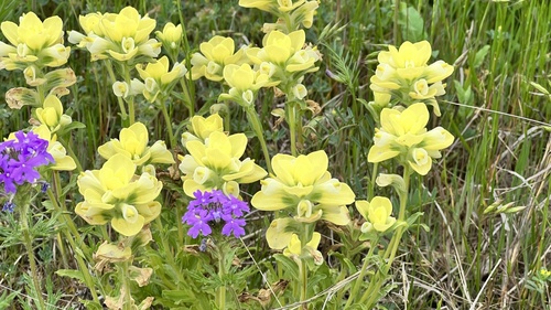 Castilleja indivisa (Texas Paintbrush)