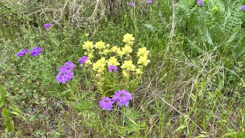 Castilleja indivisa (Texas Paintbrush)