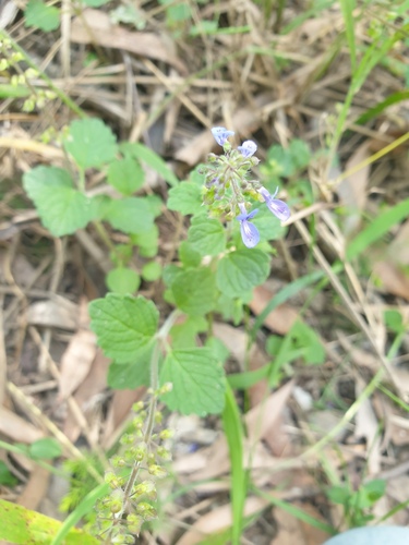 Coleus australis (little spurflower) (alternate view 3)
