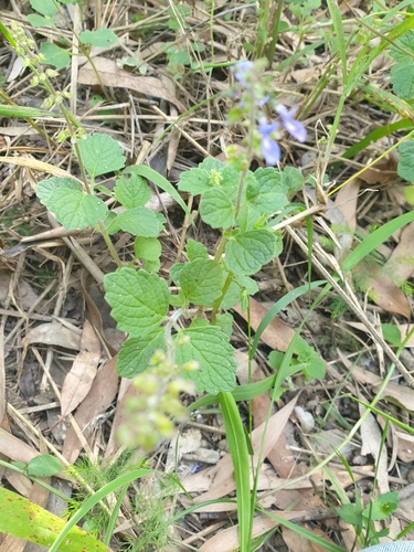 Coleus australis (little spurflower) (alternate view 4)