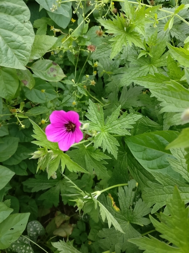 Geranium psilostemon (magenta cranesbill) (alternate view 8)