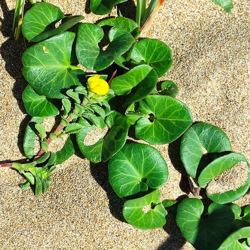 Calystegia soldanella (Sea Bindweed)