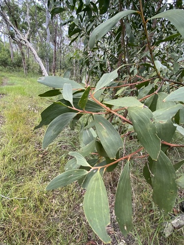 Acacia leiocalyx (black wattle) (alternate view 2)