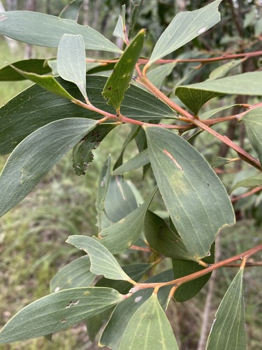 Acacia leiocalyx (black wattle)