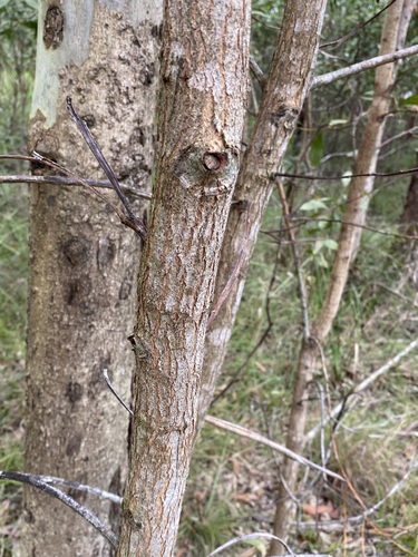 Acacia leiocalyx (black wattle) (alternate view 3)