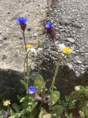 Anchusa (Alkanets) (alternate view 6)