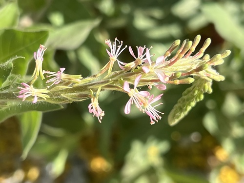Oenothera curtiflora (velvetweed) (alternate view 6)