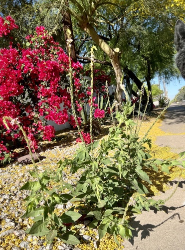 Oenothera curtiflora (velvetweed) (alternate view 8)