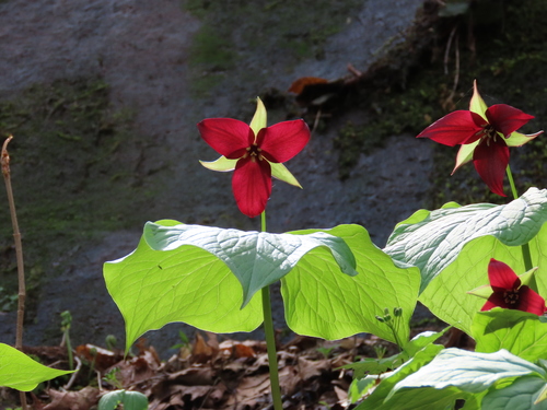 Trillium erectum (red trillium)