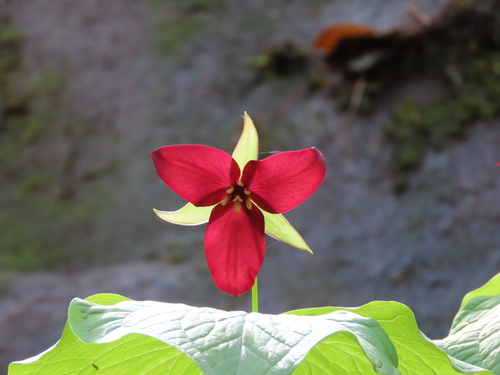 Trillium erectum (red trillium)