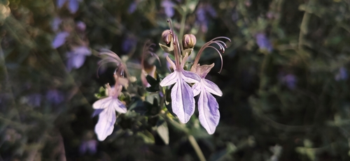 Teucrium fruticans (alternate view 5)