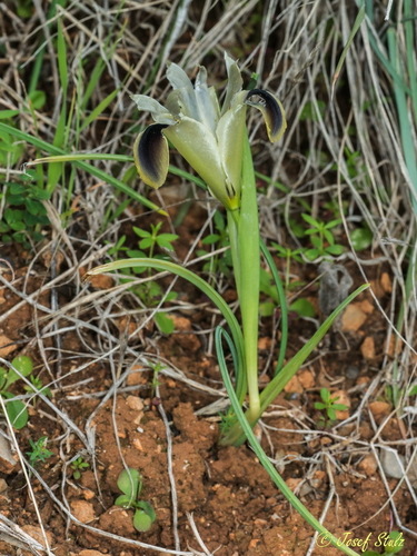 Iris tuberosa (alternate view 5)