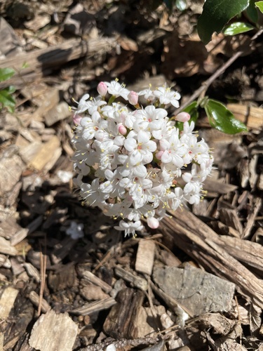 Viburnum x burkwoodii (Burkwood Viburnum)