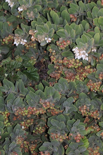 Arctostaphylos × media (alternate view 2)