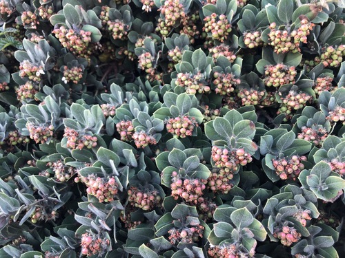 Arctostaphylos × media