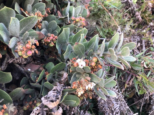 Arctostaphylos × media (alternate view 3)