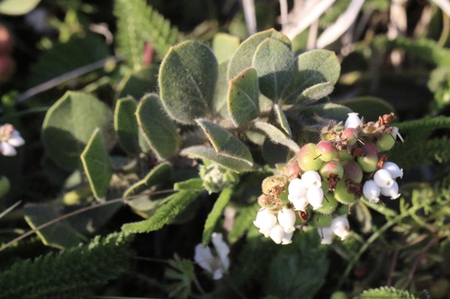 Arctostaphylos × media (alternate view 4)