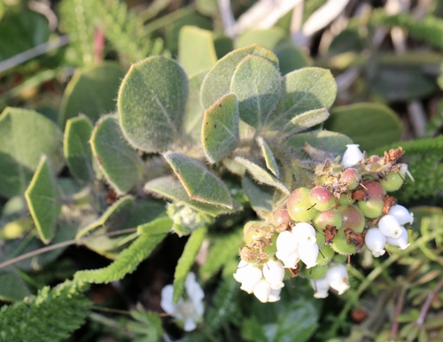 Arctostaphylos × media (alternate view 5)
