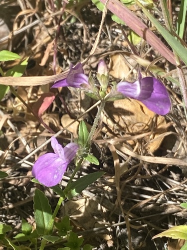 Collinsia heterophylla (Purple Chinese Houses) (alternate view 5)