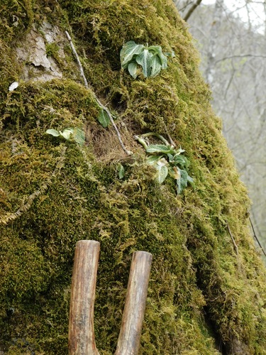 Goodyera pubescens (downy rattlesnake plantain)