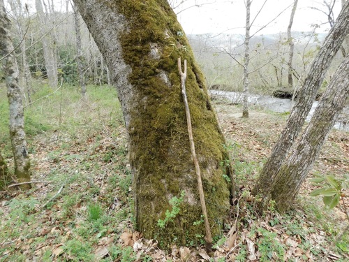Goodyera pubescens (downy rattlesnake plantain)
