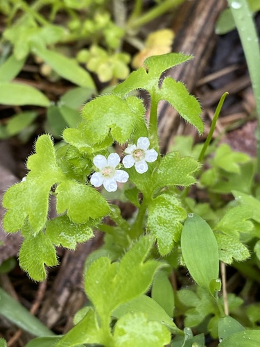 Nemophila (baby blue eyes and allies) (alternate view 5)