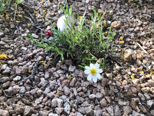 Melampodium leucanthum (blackfoot daisy)