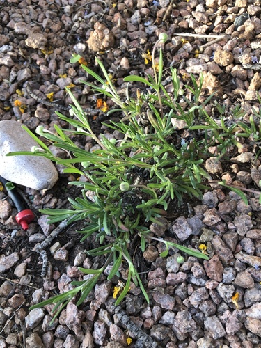 Melampodium leucanthum (blackfoot daisy) (alternate view 2)