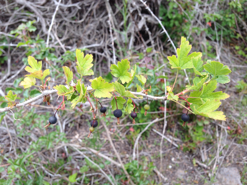 Ribes divaricatum (Coast Black Gooseberry) (alternate view 4)