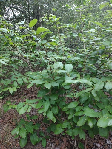 Asimina parviflora (Small-Flower Pawpaw) (alternate view 8)